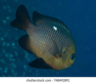 Domino Damsel Fish - Dascyllus Trimaculatus
Eilat- Red Sea