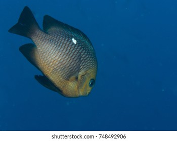 Domino Damsel Fish - Dascyllus Trimaculatus
Eilat- Red Sea