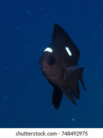 Domino Damsel Fish - Dascyllus Trimaculatus
Eilat- Red Sea