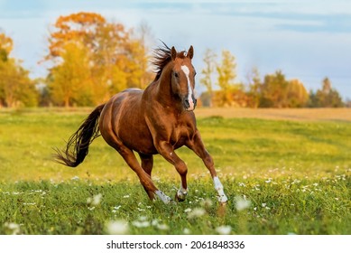 Don crió caballo corriendo en el campo en otoño. Caballo de oro ruso.