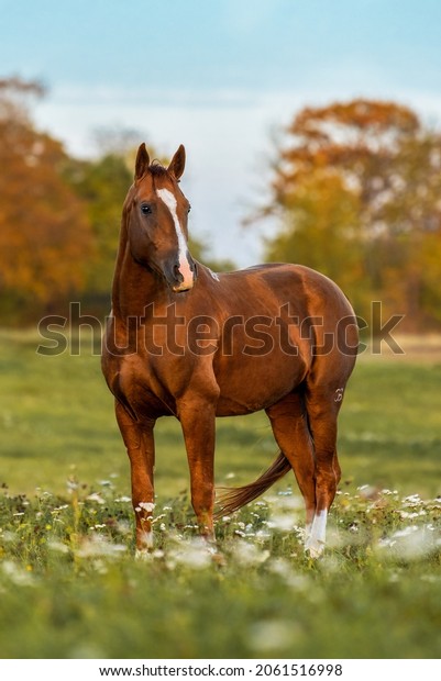 Don breed horse standing in the field. Russian\
golden horse.