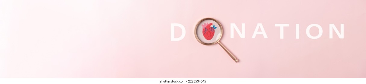 Donation Heart Concept, Magnifier Focus To Heart Anatomy Icon, Heart Attack, Heart Disease, Female With Health Care And Healthy Feminine Concept