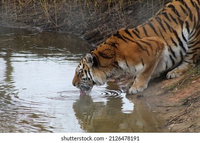 DONCASTER, ENGLAND - 17th February 2022 A Captive Bengal Tiger Drinks Water From The Stream Within Their Enclosure At Yorkshire Wildlife Park In Doncaster