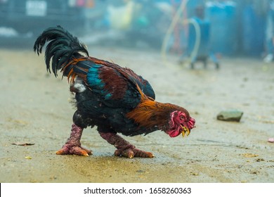 Dong Tao Chickens In Viet Nam