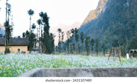 Dong Van Plateau
blooming buckwheat flowers in Ha Giang