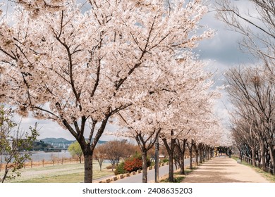 Dongchon riverside park with cherry blossoms in Daegu, Korea