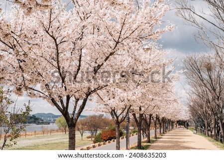 Dongchon riverside park with cherry blossoms in Daegu, Korea