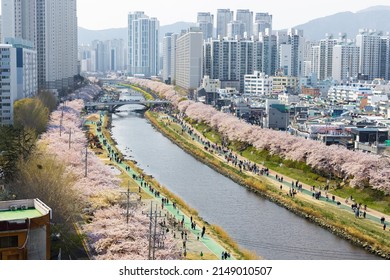 The Dongnae Hot Spring In Busan Is Full Of Cherry Blossoms And Is Full Of People Who Came To See The Flowers