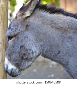Donkey