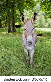 Donkey