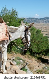 Donkey