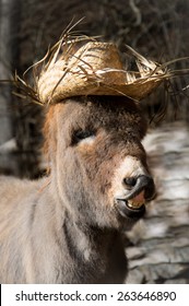 Esel Lustig Bilder Stockfotos Und Vektorgrafiken Shutterstock