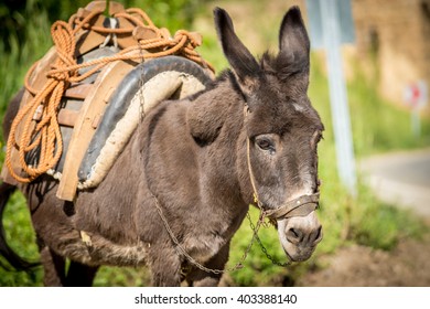 donkey