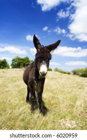 Donkey