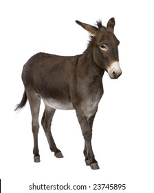donkey ( 4 years) in front of a white background