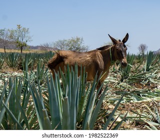 Donkey In A Agave Farm Production For Tequila