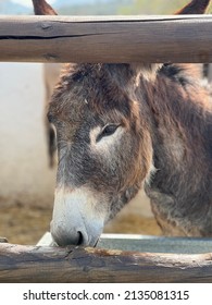 Donkey, Animal Of The Equidae Family In White And Brown.