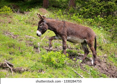 Donkey Or Ass (Equus Africanus Asinus)