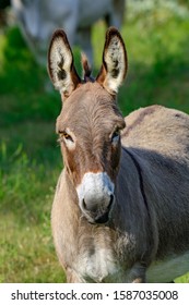 Donkey Or Ass (Equus Africanus Asinus)