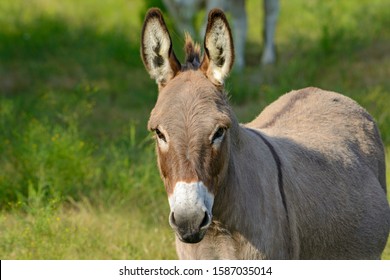 Equus Africanus Asinus Images, Stock Photos & Vectors 