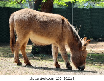 The donkey or ass (Equus africanus asinus) is a domesticated member of the horse family, Equidae. The wild ancestor of the donkey is the African wild ass, E. africanus