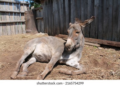 a donkey basks in the sun