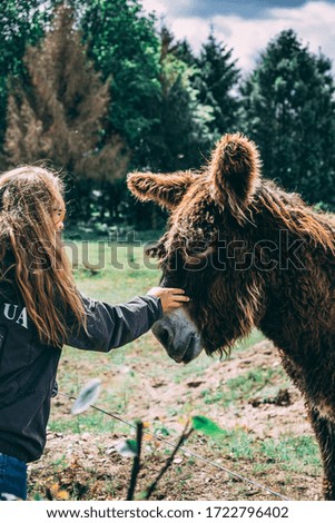 Donkey with beautiful fur being pet by a woman