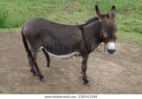 Donkey Penis Picture