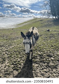 Donkey with a blue cloudy sky