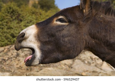 Braying Donkey Images Stock Photos Vectors Shutterstock