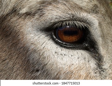 Donkey brown eye in detail - Powered by Shutterstock