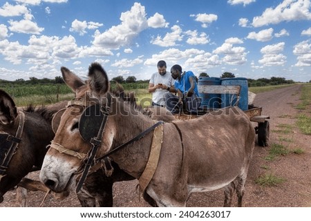 donkey card with four donkeys on a cart carry water drums near the highway, caucasian man with a phone talking to the driver