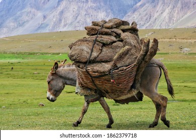 Donkey carrying dry peat in Boroghil valley, Chitral Pakistan