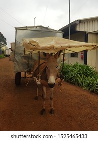 A Donkey Is Carrying The Roses Around In A Flower Farm In Nakuru, Kenya