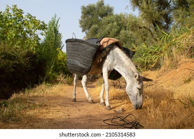 A donkey carrying weights in the picturesque nature