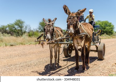 Donkey Cart