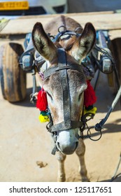 People helping a donkey which fell due to excessive load ... People helping a donkey which fell due to excessive load ...