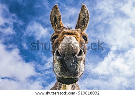 Donkey close up