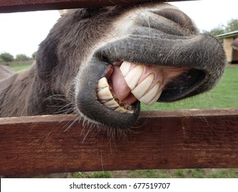 Donkey close up portrait pulling funny face. lips