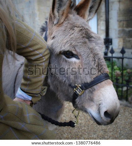 Donkey Closeup Head with Arm of Keeper in Tweet Jacket