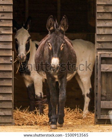 Donkey coming out of stable.