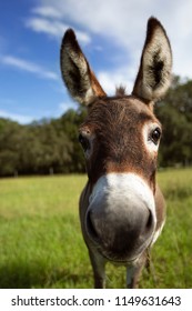 Donkey curious happy