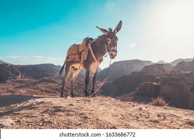 Donkey in a desert to be ride inside Petra. donkey with a saddle on its back on ayt blue sky under a bright sun in the desert.