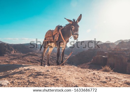Donkey in a desert to be ride inside Petra. donkey with a saddle on its back on ayt blue sky under a bright sun in the desert.