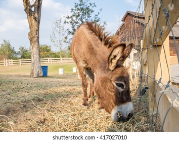 Donkey dwarf brown white nose side eating grass
