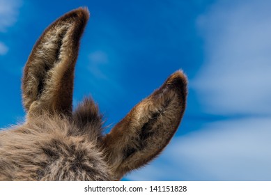 Donkey Ears With Blue Sky