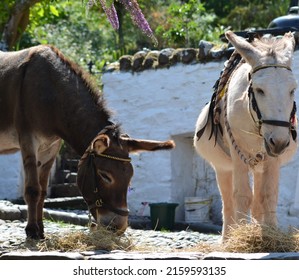 Donkey Eating Clovelly Bay Village Somerset