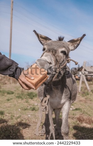 Donkey eats bread from hands.Portrait