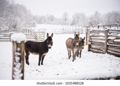 Donkey Family In Winter Snow