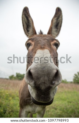 Donkey at Farm